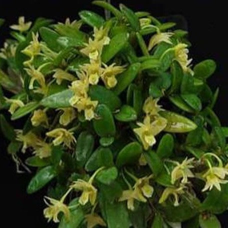 Dendrobium pachyphyllum × sib bareroot