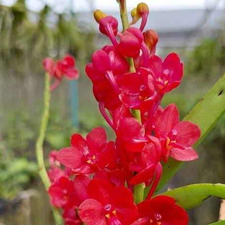 Ascocentrum curvifolium × sib bareroot