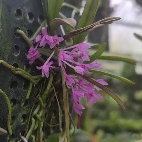 Vanda nana × sib bareroot