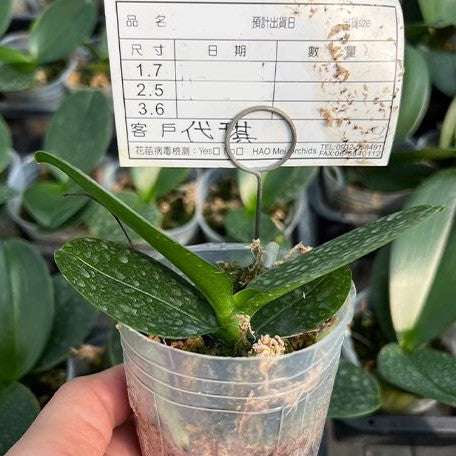 Phalaenopsis Lioulin Grape 2.5"