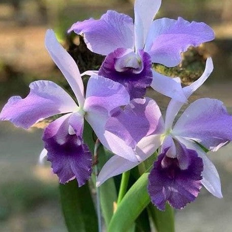 Cattleya Mishima Elf 'Blue Ocean' 3.0"