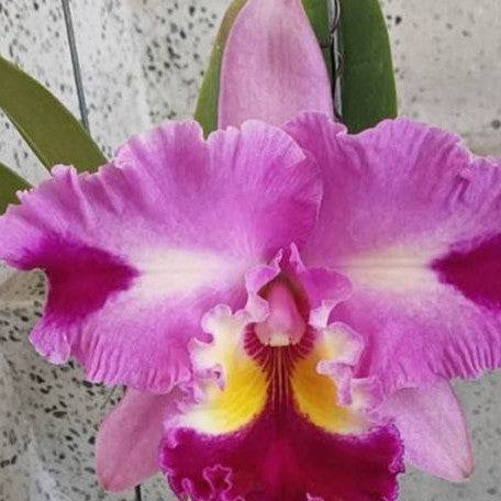 RIc. Taiwan Yi Mei 'Crazy Night' 4.0" Fragrant