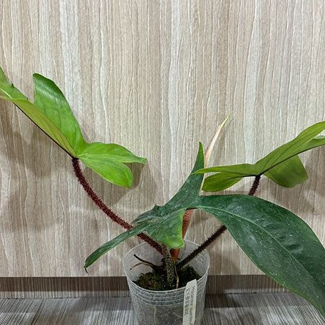 Philodendron squamiferum 3.0" *On Hand*