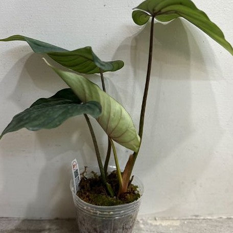 Philodendron plowmanii 3.0"