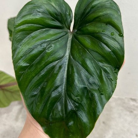 Philodendron plowmanii 3.0"