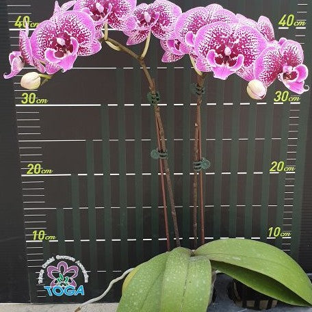 Phalaenopsis Miki Pink King '49' 2.5"