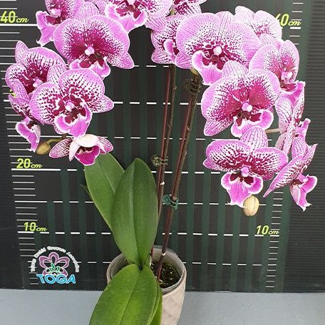 Phalaenopsis Miki Pink King '49' 2.5"