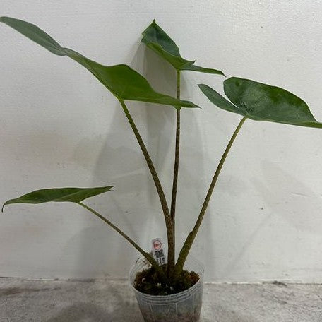 Alocasia 'New Guinea Gold' variegated 2.5"