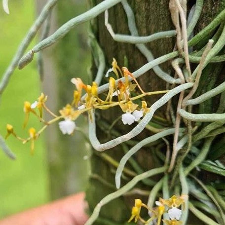 Microcoelia cornuta × sib bareroot