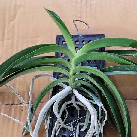 Rhynchostylis coelestis var. alba × sib bareroot Fragrant