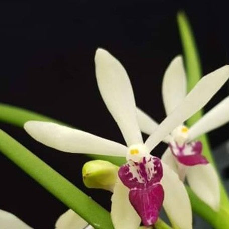 Luisia thailandica × Vanda falcata bareroot