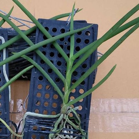 Luisia thailandica × Vanda falcata bareroot