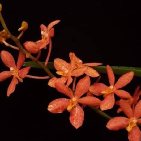 Renanthera monachica × Ascocentrum curvifolium bareroot