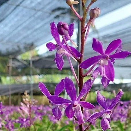 Vandachostylis Lou Sneary 'Blue' bareroot