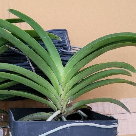 Vandachostylis Lou Sneary 'Blue' bareroot