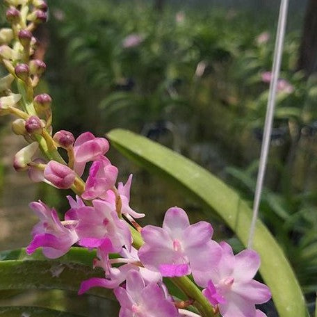 Rhynchostylis retusa × coelestis bareroot Fragrant