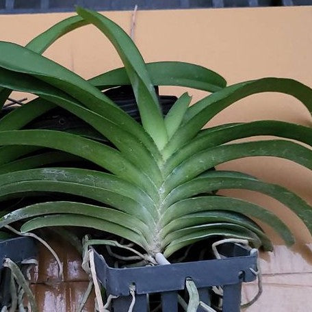 Rhynchostylis retusa × coelestis bareroot