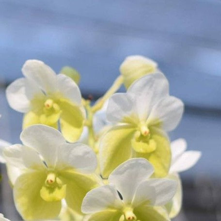 Vanda sanderiana var. alba × sib bareroot Fragrant