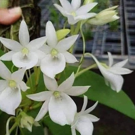 Angraecum leonis × sib bareroot