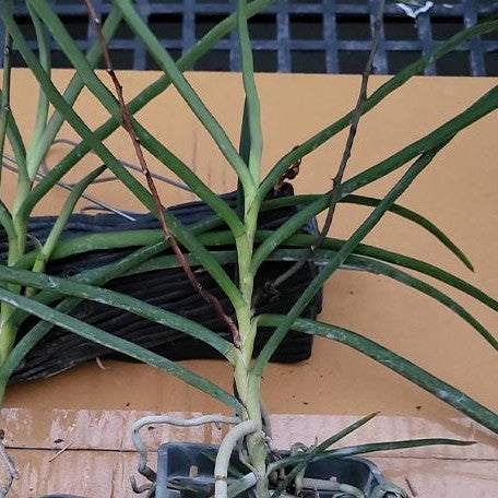 Holcoglossum kimballianum × Ascorella chritensoniana bareroot