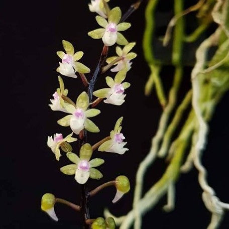 Cleisostoma crochetii × sib bareroot