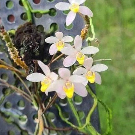 Cordiglottis filiformis × sib bareroot