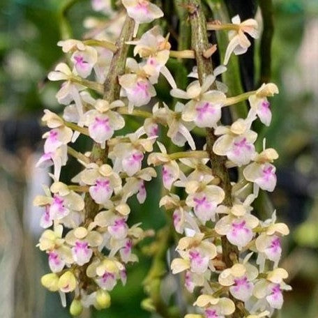 Saccolabiopsis pusilla × sib bareroot