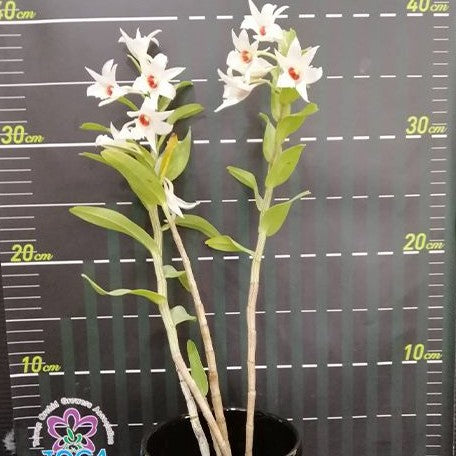 Dendrobium draconis × sib bareroot