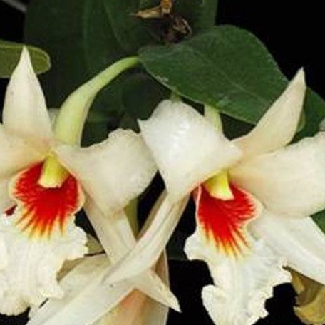 Dendrobium draconis × sib bareroot