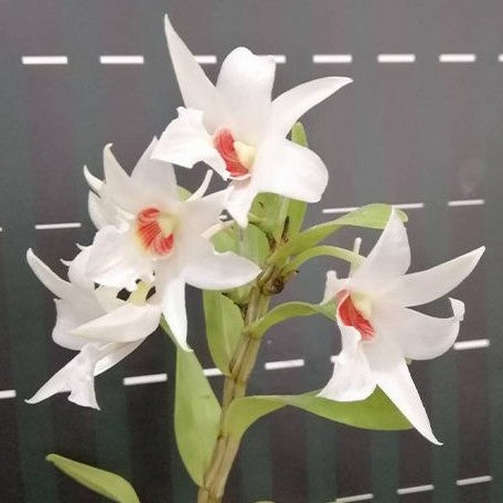 Dendrobium draconis × sib bareroot