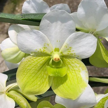 Vanda sanderiana var. alba × sib bareroot Fragrant