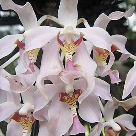 Paraphalaenopsis laycockii × sib bareroot