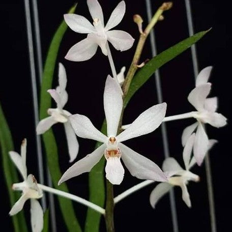 Holcoglossum kimballianum × Ascorella chritensoniana bareroot