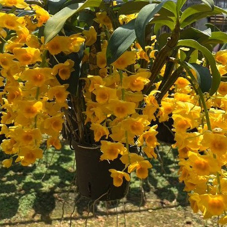 Dendrobium griffithianum 'Yellow Yuan' 3.0"