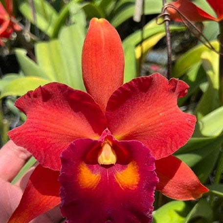 Rhyncholaeliocattleya Eve Marie Barnett 'Magnificent Watermelon Gold' FCC/AOS 3.0" Fragrant