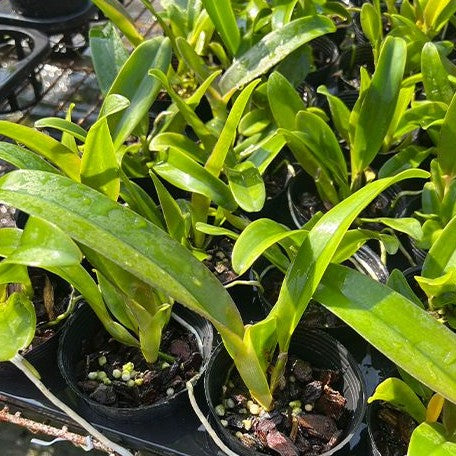 Rhyncholaeliocattleya Eve Marie Barnett 'Magnificent Watermelon Gold' FCC/AOS 3.0"