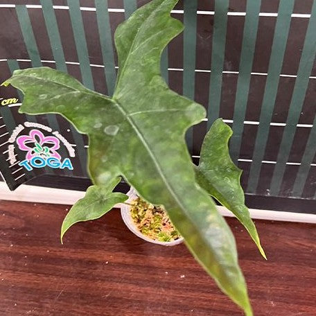 Alocasia nycteris batwing 2.5" x