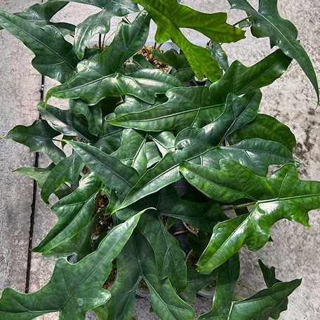 Alocasia nycteris batwing 2.5" x