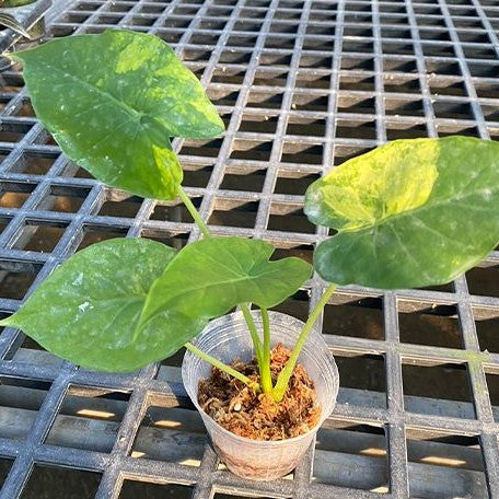 Alocasia odora 'Aurea Variegata' variegated 2.5"