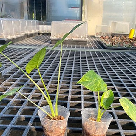 Alocasia odora 'Aurea Variegata' variegated 2.5"