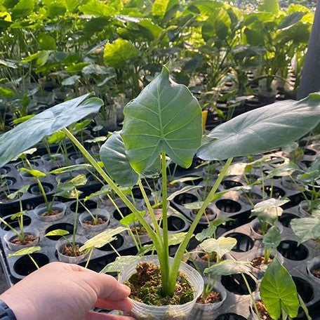 Alocasia odora 'Aurea Variegata' variegated 2.5"