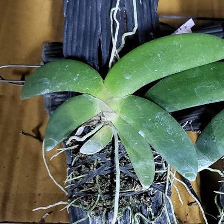 Angraecum leonis × sib bareroot