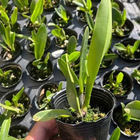 Cattleya Cattleya Goodyera Roebling 'Blue Indigo' 2.5"