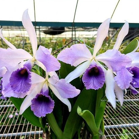 Cattleya Cattleya Goodyera Roebling 'Blue Indigo' 2.5"