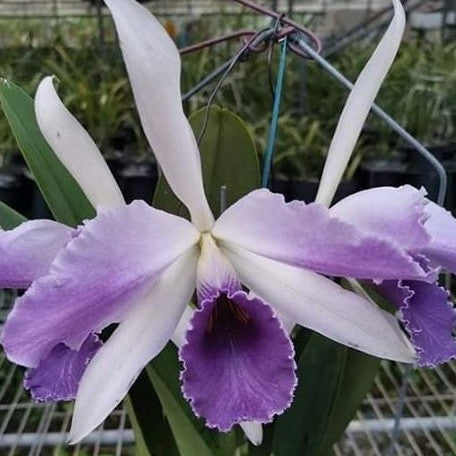 Cattleya Cattleya Goodyera Roebling 'Blue Indigo' 2.5"