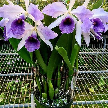 Cattleya Cattleya Goodyera Roebling 'Blue Indigo' 2.5"