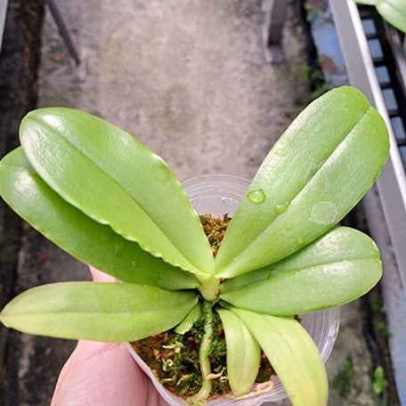 Phalaenopsis violacea var. indigo red 'MIKI' 2.5"