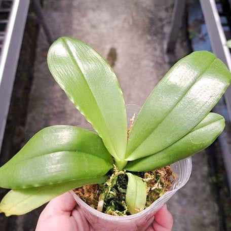 Phalaenopsis violacea var. indigo red 'MIKI' 2.5"