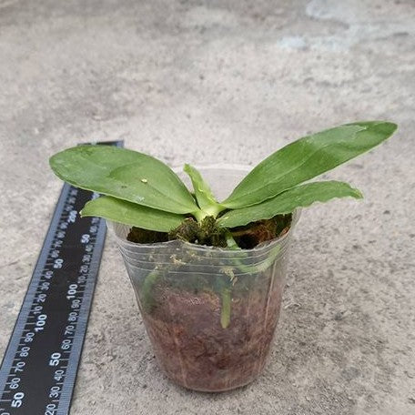 Phalaenopsis bellina × sib 2.5" Fragrant