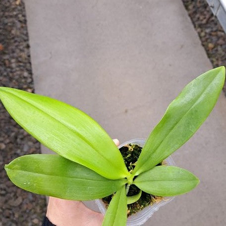 Phalaenopsis tetraspis 'Fire' 2.5"